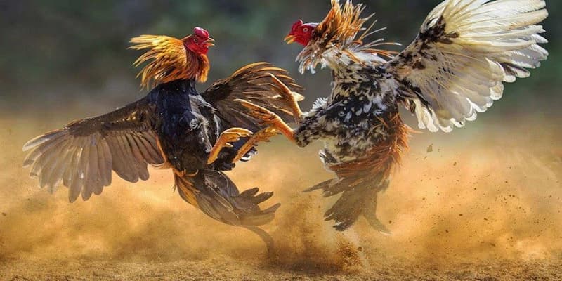 Các loại cược trong đá gà leo88