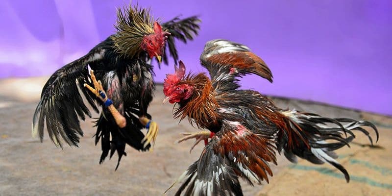 Hướng Dẫn Cách Chơi Đá Gà Thomo Campuchia Tại Leo88